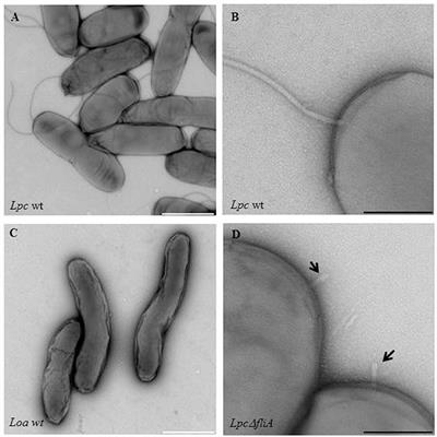 The Flagellar Regulon of Legionella—A Review